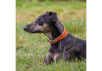 Ancol Heritage Leather Hound Collar Tan