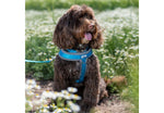 Ancol Viva Padded Harness Blue