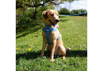 Ancol Viva Padded Harness Blue