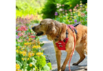 Ancol Viva Exercise & Travel Harness Red
