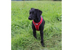 Ancol Viva Comfort Dog Harness Red