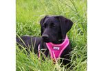 Ancol Viva Comfort Harness Pink