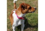 Ancol Viva Nylon Dog Collar Pink