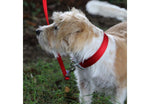 Ancol Viva Adjustable Collar Red
