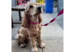 Ancol Viva Padded Dog Collar Pink