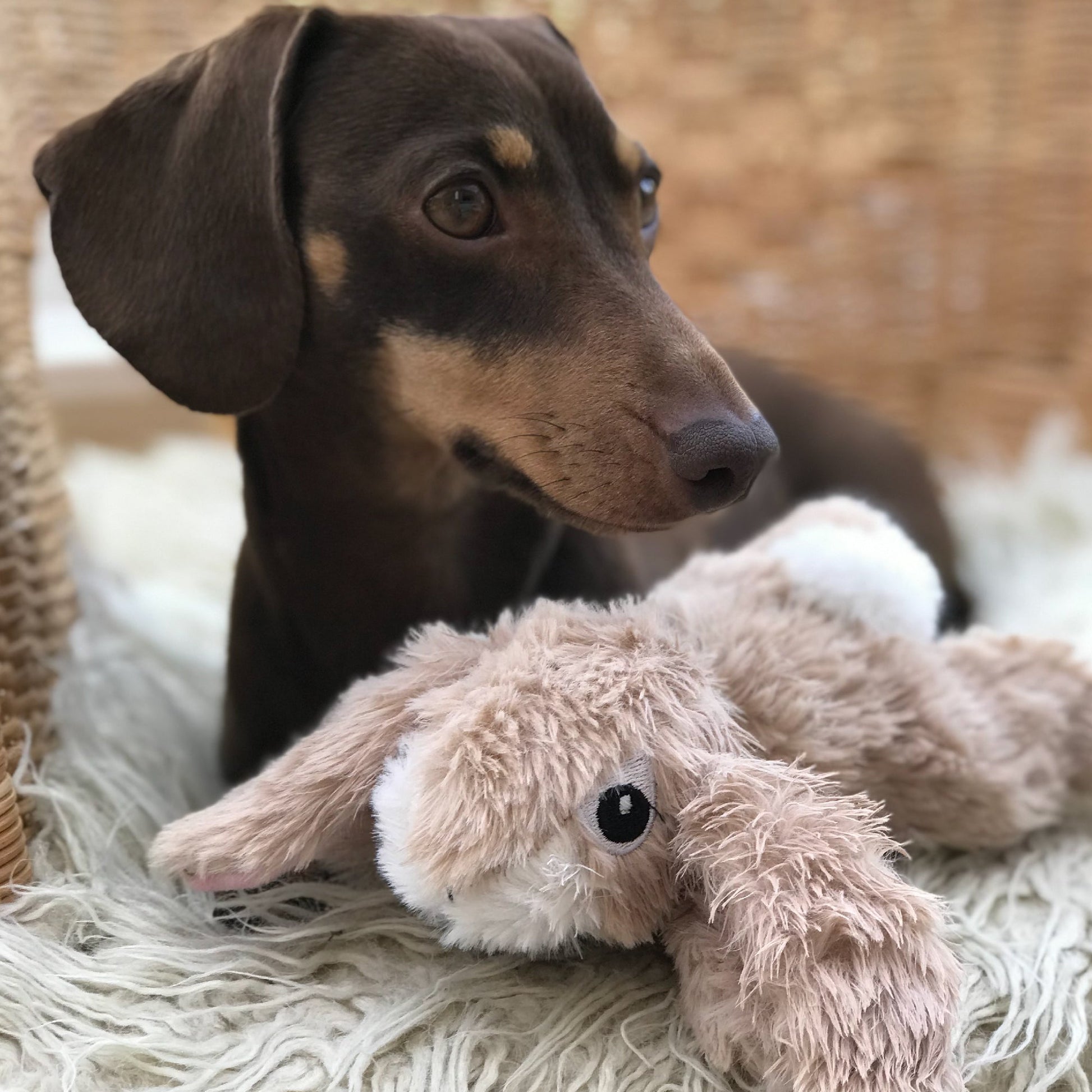 Small Dog and Puppy Plush Rabbit Toy - Valuepet.ie