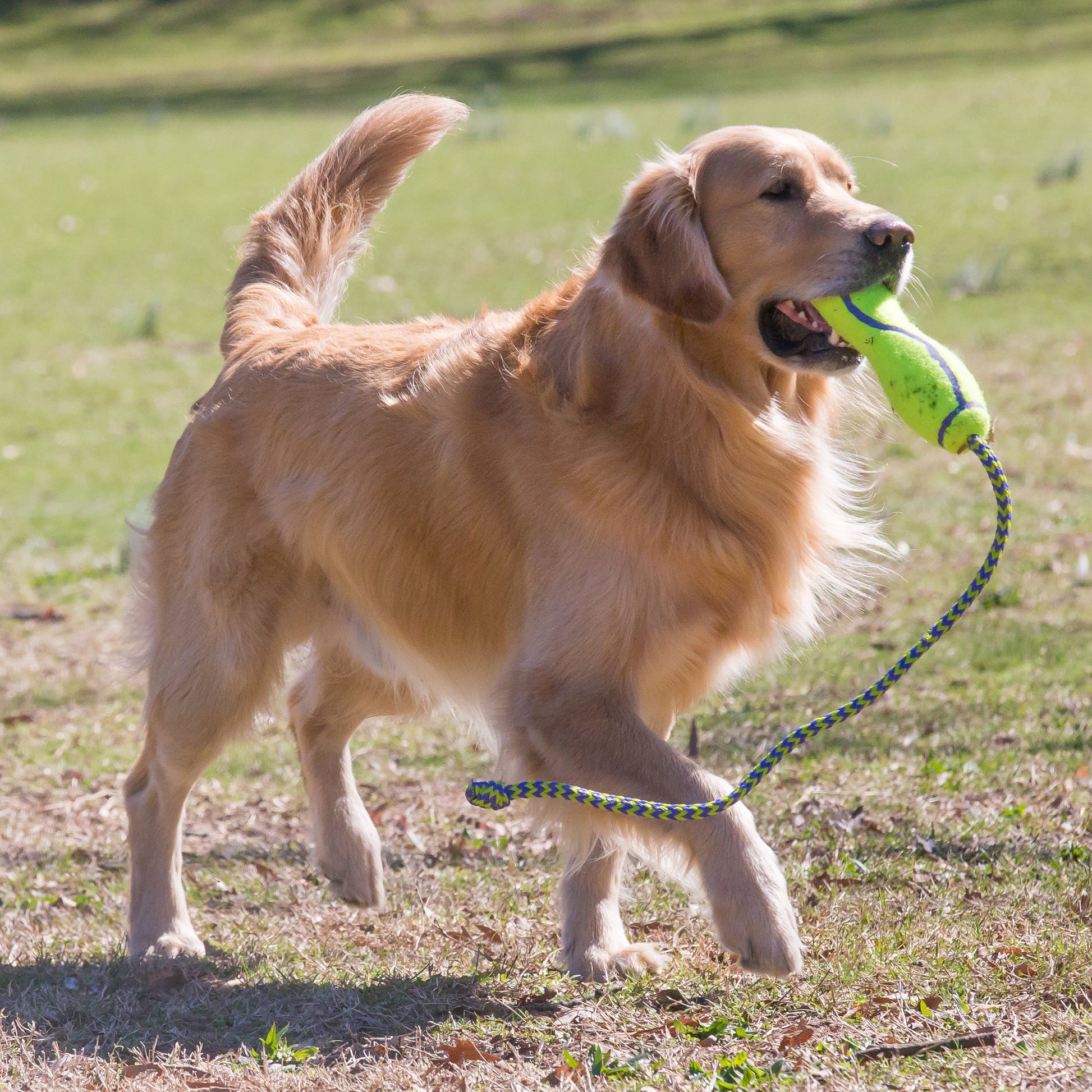 KONG AirDog Fetch Stick w/ Rope - Valuepet.ie