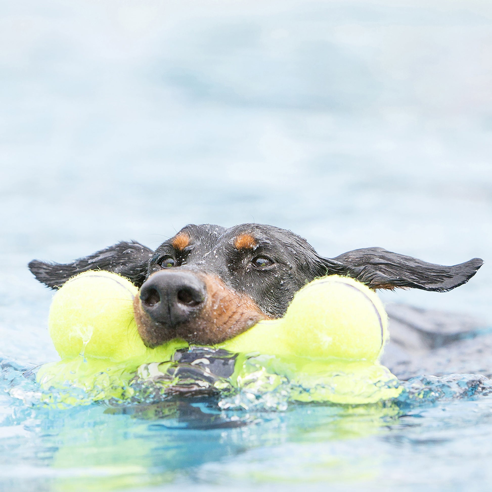KONG AirDog Bone - Valuepet.ie