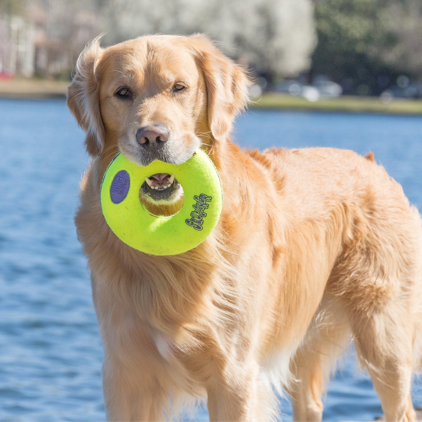 KONG AirDog Donut - Valuepet.ie