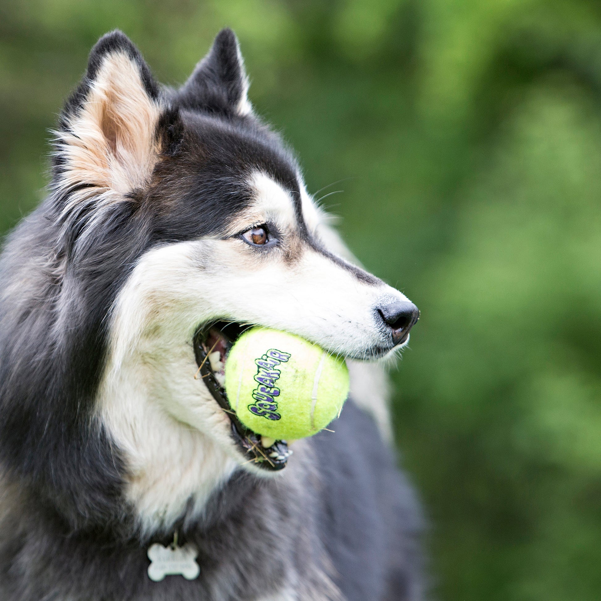 KONG SqueakAir Balls - Valuepet.ie