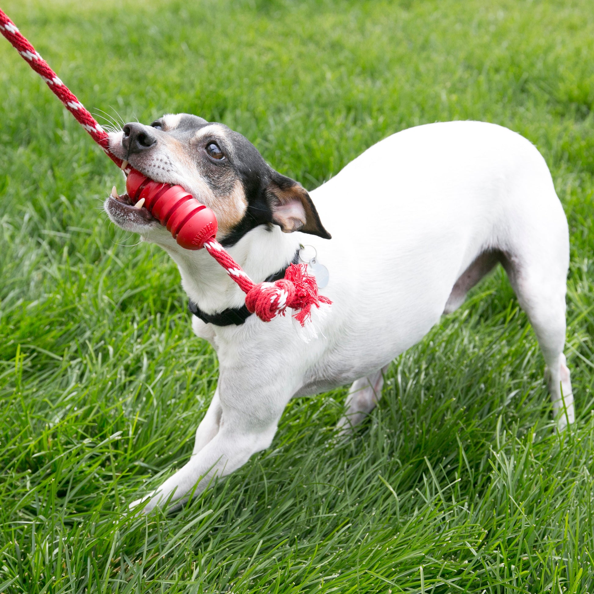 KONG Dental with Rope - Valuepet.ie