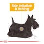 Royal Canin Dermacomfort Care Loaf 85g Pouch - Valuepet.ie