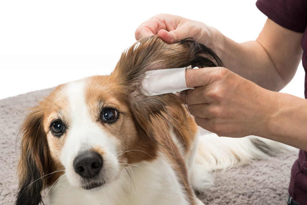 Ear-CareSingle-use finger pads for cats and dogs