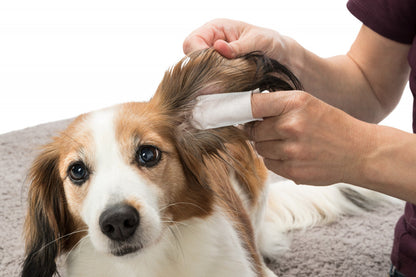 Ear-CareSingle-use finger pads for cats and dogs