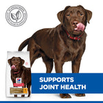 Chocolate Labrador with Hill's Healthy Mobility Large Breed bag, supports joint health