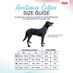 Halti Anatomy Dog Collar