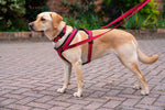 Halti Comfy Harness