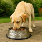 Hammered Dog Food Bowl with Rubber Base