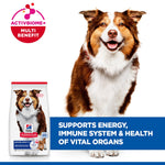 Border Collie with Hill's Mature Adult 7+ Medium lamb and rice bag, supports energy, immune system and vital organs