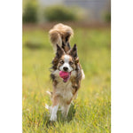 Trixie Assorted Soft Play Dog Ball 6CM