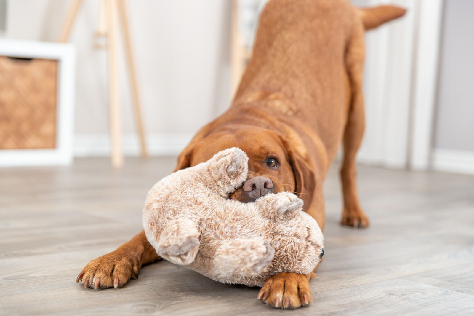 Trixie Koala Dog Toy - Valuepet.ie