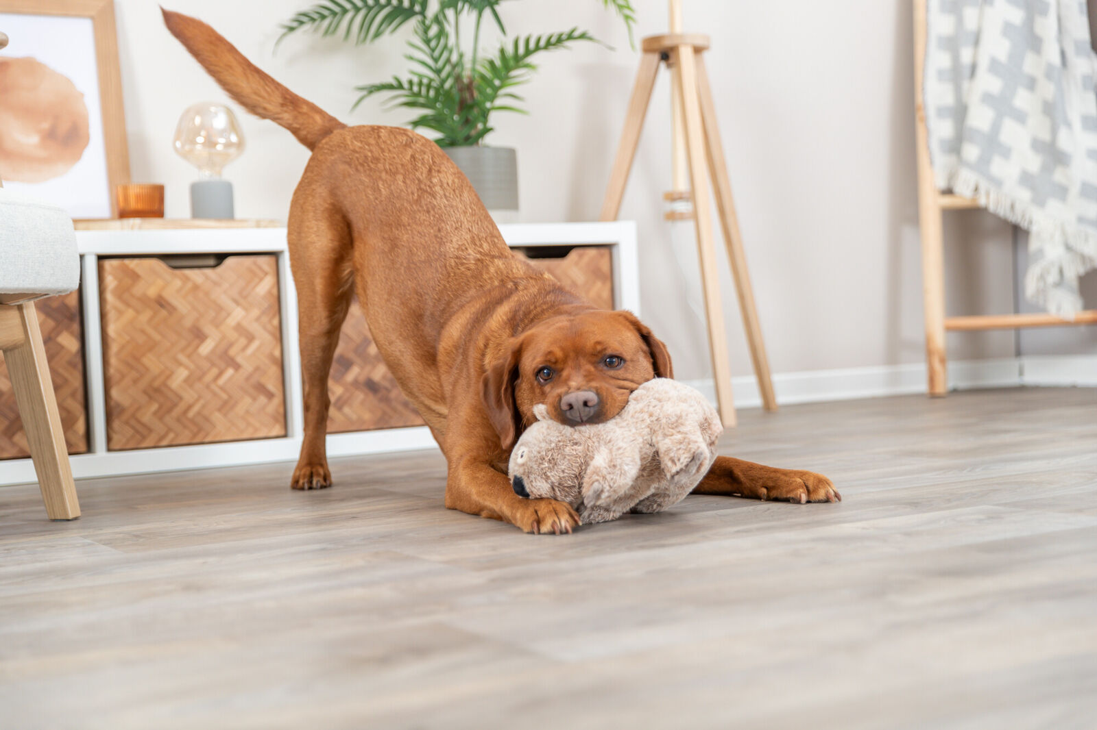 Trixie Koala Dog Toy - Valuepet.ie