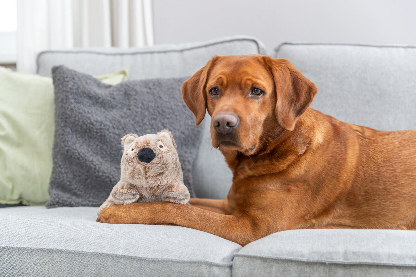 Trixie Koala Dog Toy - Valuepet.ie
