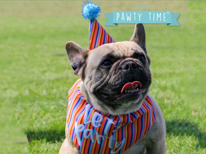 Lets Party Bandana and Hat set - Valuepet.ie