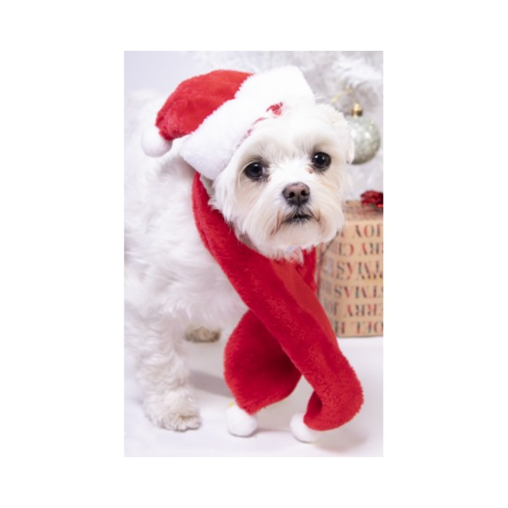 Christmas Santa Hat And Scarf For Dogs - Valuepet.ie