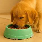 Smarty Bowl Medium 735mL Green