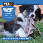 Border collie puppy chewing a cloth, VETIQ Denti-Care Teething treats help soothe sore gums