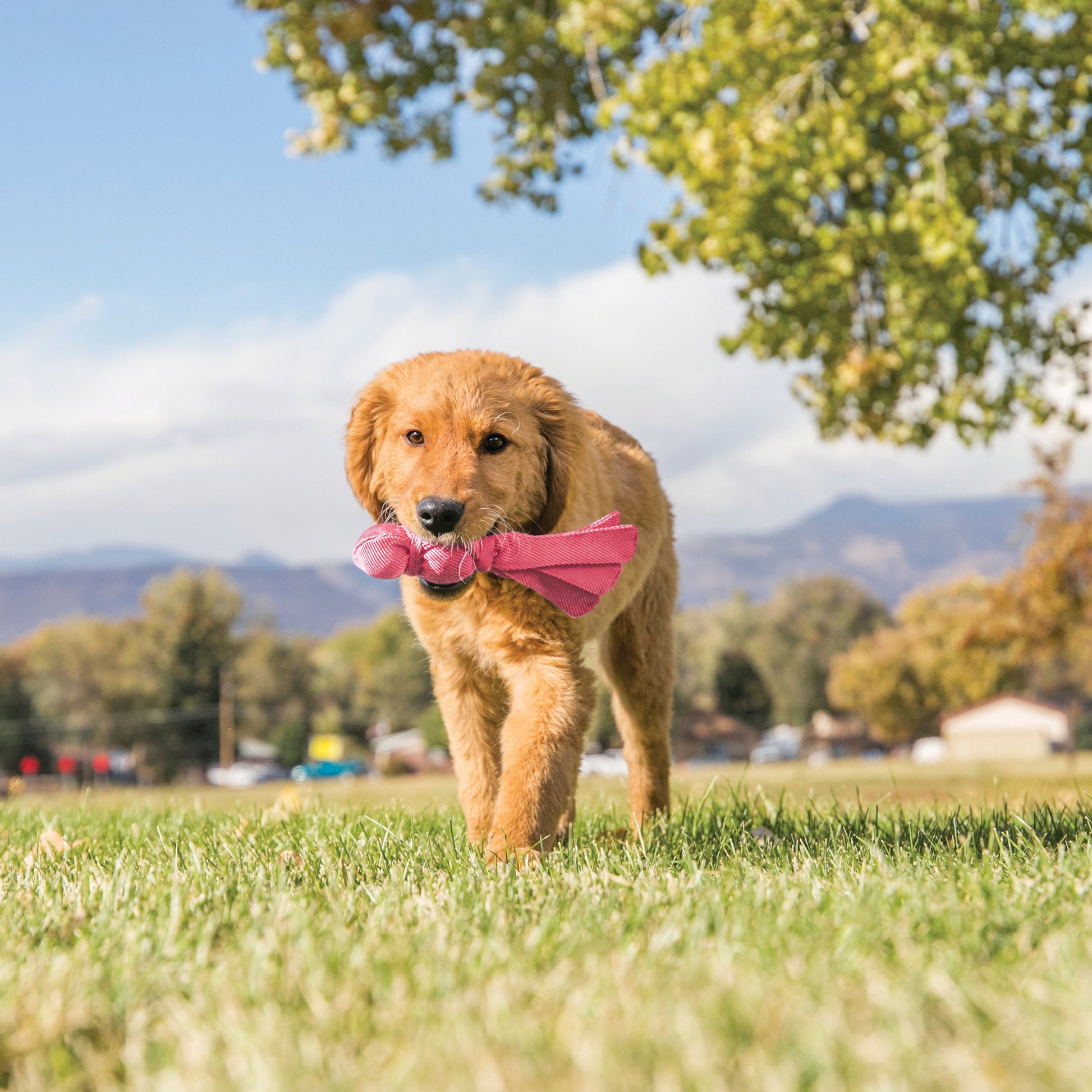 KONG Wubba Puppy - Valuepet.ie