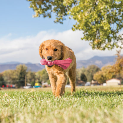 KONG Wubba Puppy - Valuepet.ie