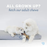 Benebone Puppy Wishbone Bacon