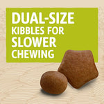 Dog eating kibble