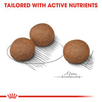 Royal Canin Medium Digestive Care kibble tailored with active nutrients
