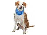 dog cooling bandana