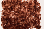 Tetra FreshDelica Brine Shrimps