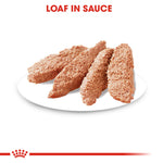 Royal Canin Dermacomfort Care Loaf wet dog food texture on a plate