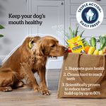 Dog with Pedigree Dentastix Daily Fresh: supports gum health, cleans hard to reach teeth, reduces tartar by up to 80%