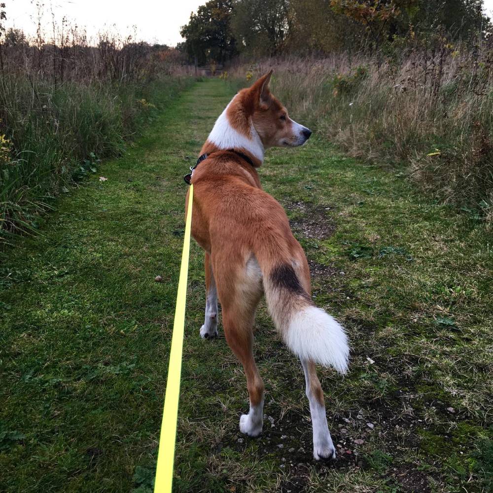 dog with flexi lead