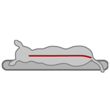 orthopedic dog mat