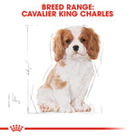 Cavalier King Charles Spaniel puppy, Royal Canin breed range