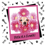 fresh as a flower