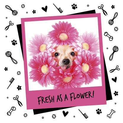 fresh as a flower