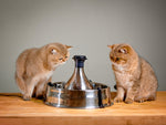 Two cats beside the PetSafe Drinkwell 360 stainless steel pet fountain