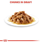 Medium-breed puppy eating high-energy kibble — immune & digestive support formula.