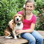 Beagle wearing the PetSafe Rechargeable In-Ground Fence receiver collar