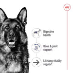 German Shepherd with health benefits