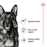 Royal Canin Maxi Ageing 8+ benefits: digestive health, bone and joint support, lifelong vitality support